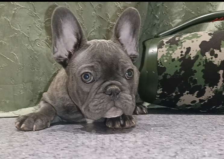 Собаки в Москве: Голубой тигр мальчик Мальчик, 50 000 руб. - фото 3