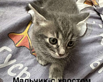 Кошки в Москве: 4 котёнка в добрые руки Мальчик, Бесплатно - фото 6