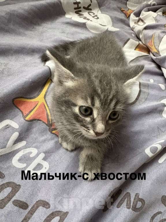 Кошки в Москве: 4 котёнка в добрые руки Мальчик, Бесплатно - фото 6