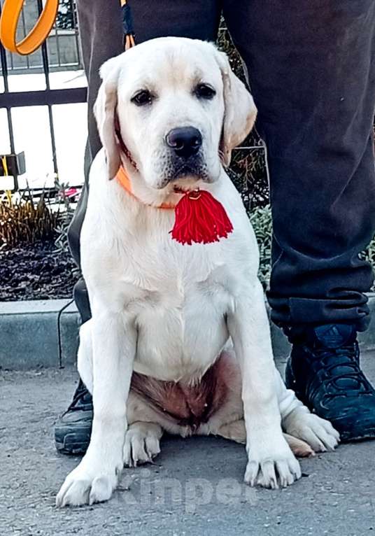 Собаки в Саратове: Щенки от Пары Чемпионов! Документы РКФ, Вакцинация по возрасту! Девочка, 45 000 руб. - фото 3