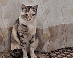 Кошки в других городах Алтайского края: Отдам в добрые руки Девочка, Бесплатно - фото 1