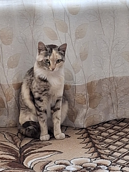 Отдам в добрые руки