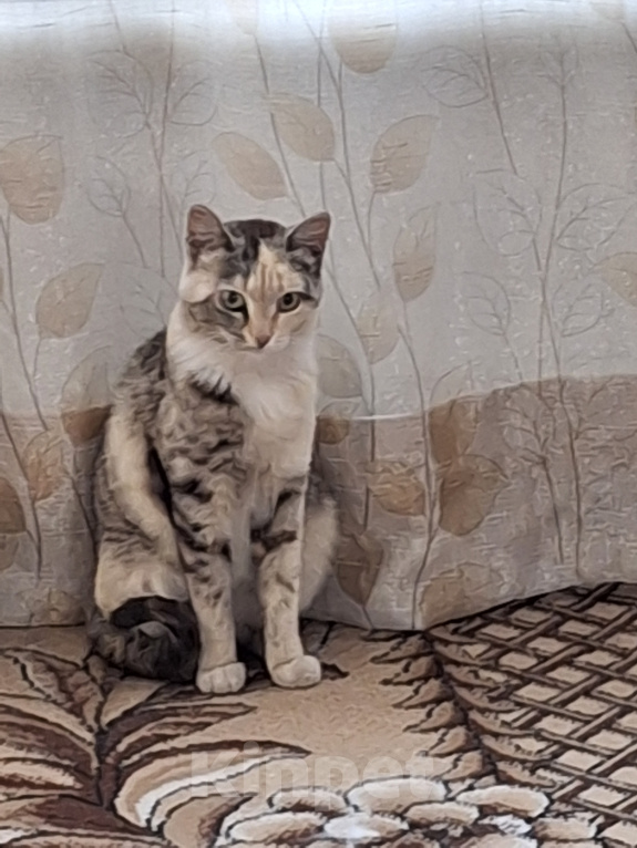 Кошки в других городах Алтайского края: Отдам в добрые руки Девочка, Бесплатно - фото 1