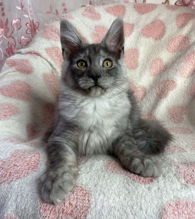 Кошки в Дмитрове: Черная дымчатая девочка мейн кун Adel Девочка, 20 000 руб. - фото 1