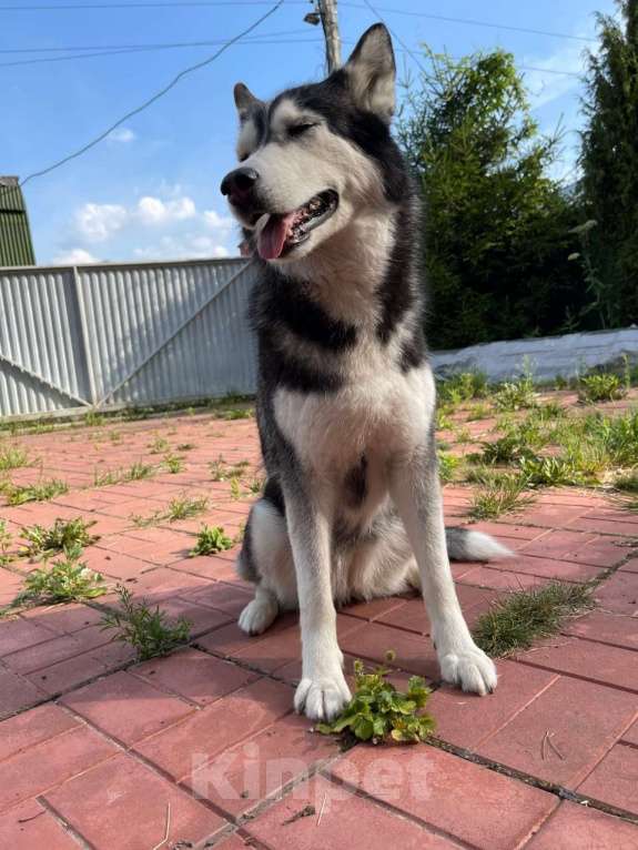 Собаки в Москве: Отдам собаку в добрые руки Девочка, Бесплатно - фото 4
