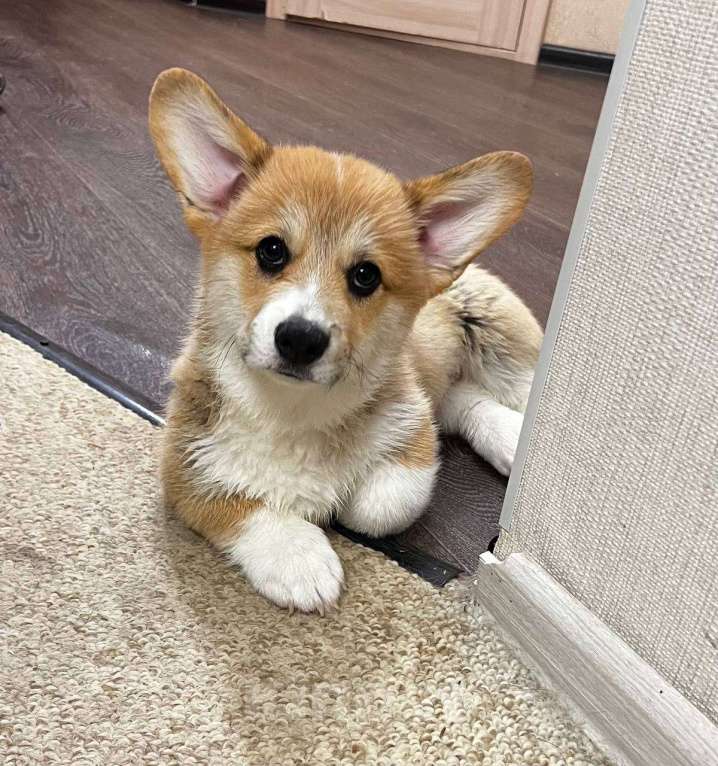 Собаки в Цимлянске: Вельш Корги Пемброк от лучшего питомника Юга-России! Мальчик, Бесплатно - фото 4