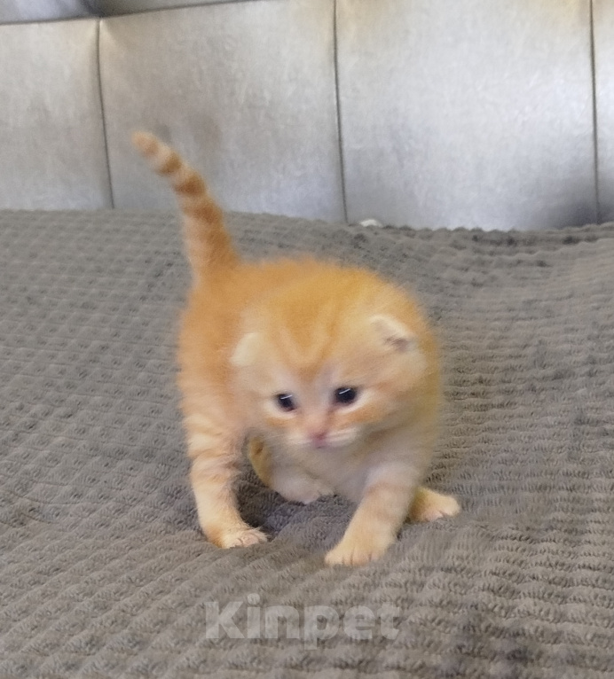 Кошки в Санкт-Петербурге: Шотландские котята Мальчик, Бесплатно - фото 5