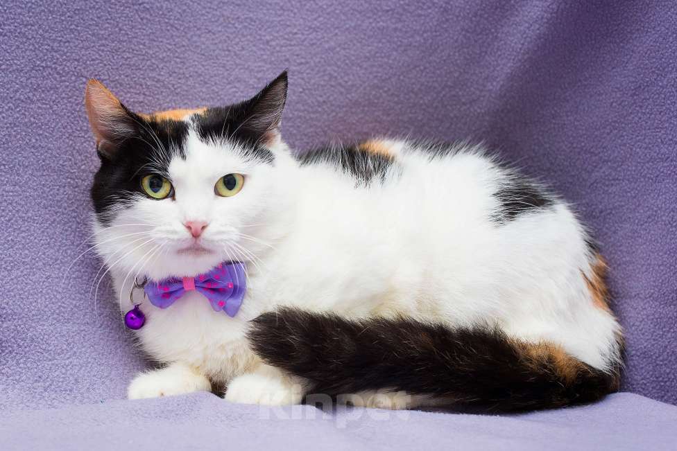 Кошки в Москве: Элис очень хочет домой Девочка, Бесплатно - фото 1