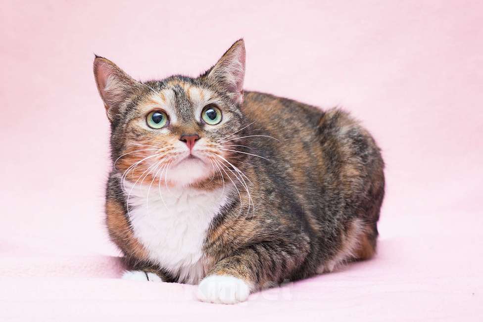 Кошки в Москве: Мудрая Мартышка Девочка, Бесплатно - фото 3