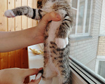 Кошки в Лобне: Котёнок Маргоша 1,5 мес Девочка, Бесплатно - фото 5