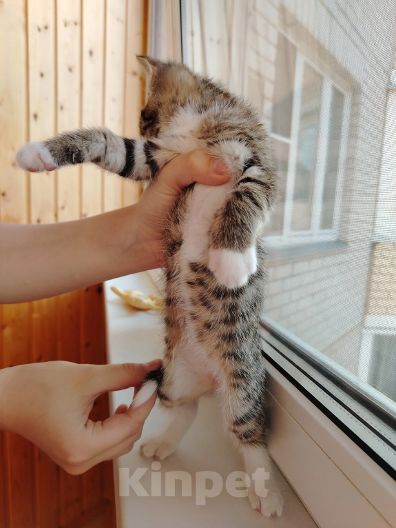 Кошки в Лобне: Котёнок Маргоша 1,5 мес Девочка, Бесплатно - фото 5