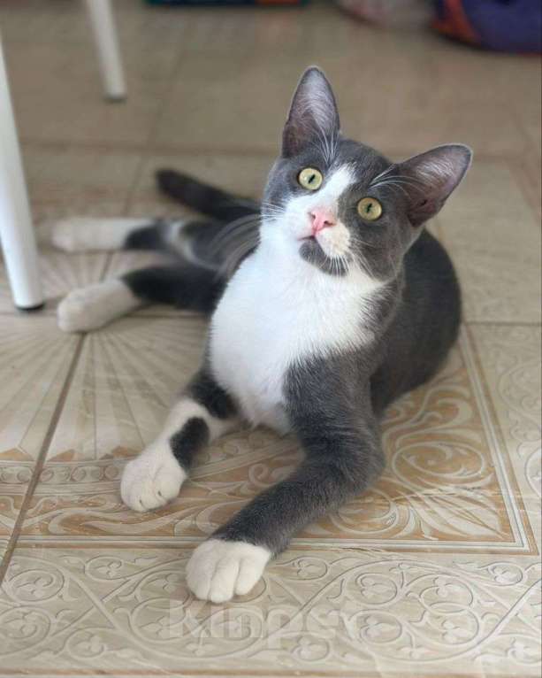 Кошки в Москве: Голубой котенок ищет любящую семью!  Мальчик, Бесплатно - фото 2