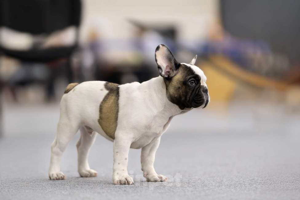 Собаки в Санкт-Петербурге: Красивый мальчик Мальчик, Бесплатно - фото 2