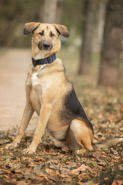 Собаки в Москве: Тотошка Мальчик, Бесплатно - фото 5