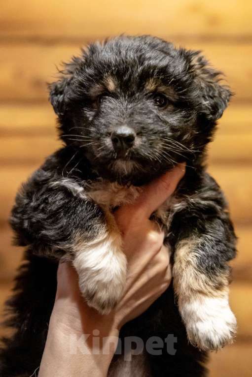 Собаки в Москве: Щенки метисы ищут дом Девочка, Бесплатно - фото 1