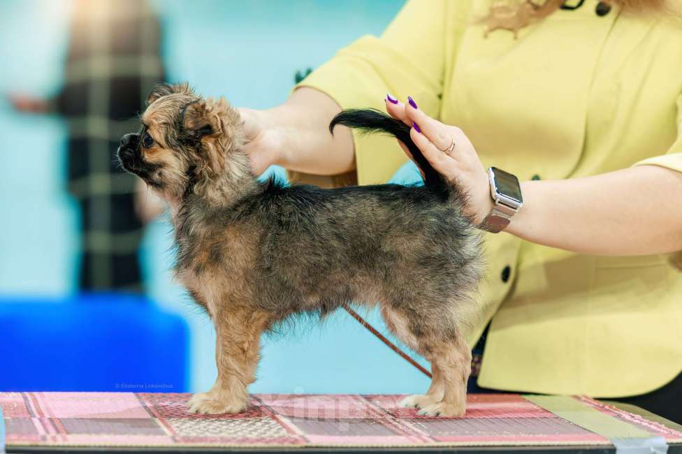 Собаки в Перми: Чихуахуа  Девочка, 50 000 руб. - фото 2