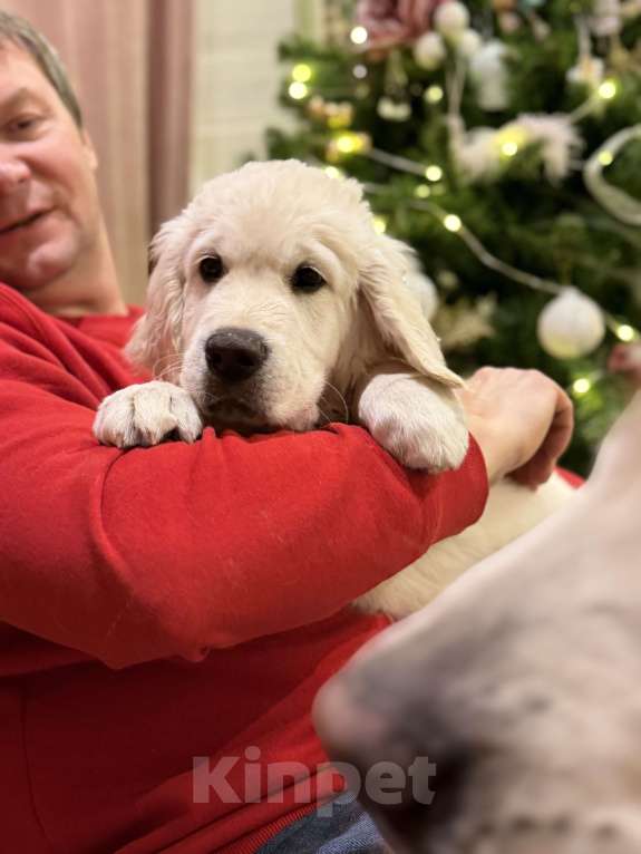 Собаки в Иркутске: Щенок золотистого ретривера Мальчик, Бесплатно - фото 1