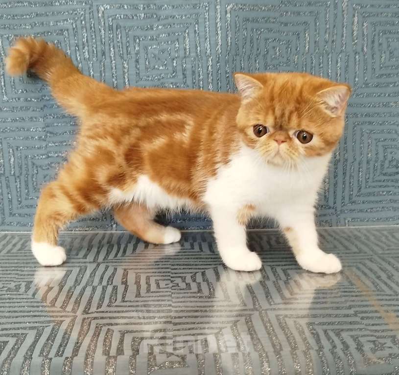 Кошки в Новосибирске: Продажа экзотической короткошерстной кошечки  Девочка, Бесплатно - фото 3