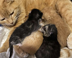Кошки в Москве: Котята малыши Девочка, Бесплатно - фото 2