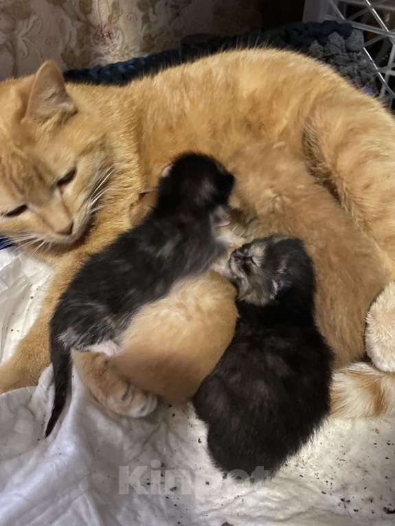 Кошки в Москве: Котята малыши Девочка, Бесплатно - фото 2