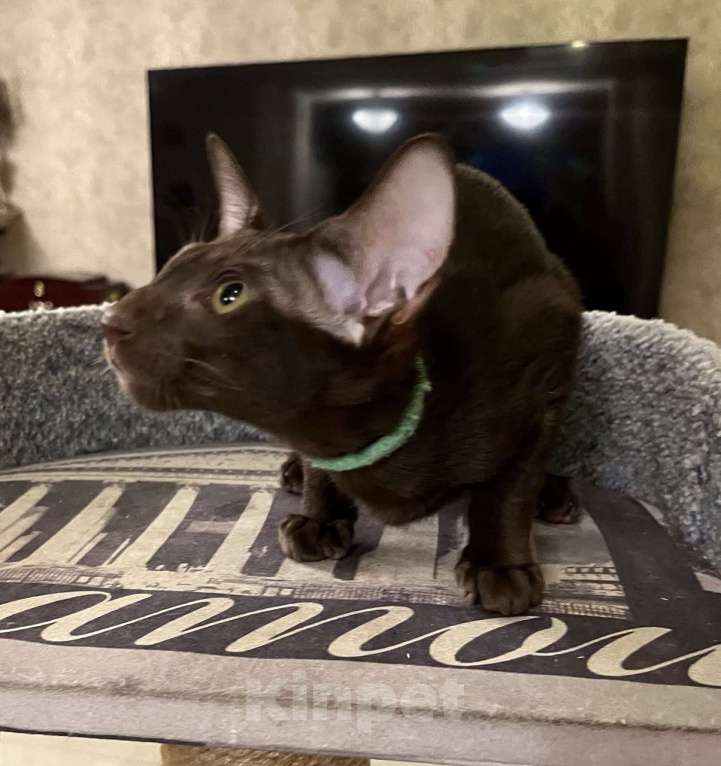 Кошки в Москве: Ориентальная шоколадная девочка Девочка, Бесплатно - фото 3