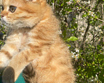 Кошки в Нижнем Новгороде: Шотландский котик Мальчик, 20 000 руб. - фото 7