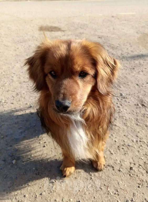 Собаки в Москве: маленькая собачка никому не нужна Мальчик, Бесплатно - фото 2