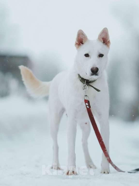 Собаки в Санкт-Петербурге: Красавица Белла из приюта Девочка, Бесплатно - фото 2