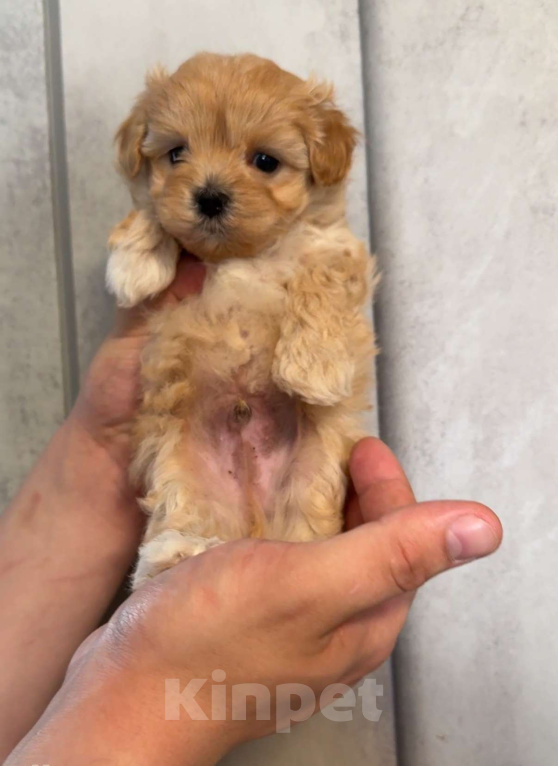 Собаки в Казани: Мальтипу F1  Девочка, Бесплатно - фото 5