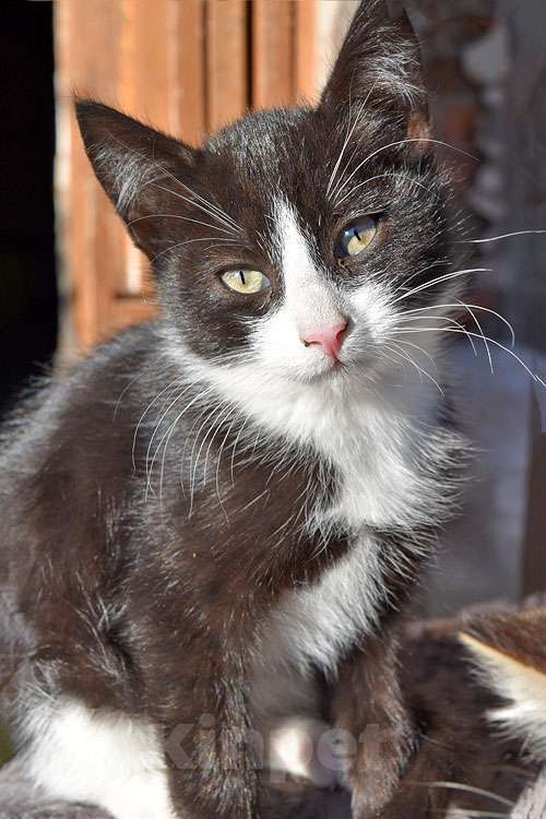 Кошки в Санкт-Петербурге: Ласковые, трогательные котята мальчики и девочки ищут дом Мальчик, 10 руб. - фото 10