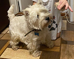 Собаки в Раменском: Пропал член семьи, любимый пес Мальчик, 10 000 руб. - фото 1