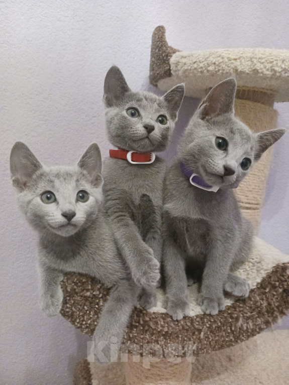 Кошки в Казани: Котята Русской голубой в Казани Девочка, 55 000 руб. - фото 4