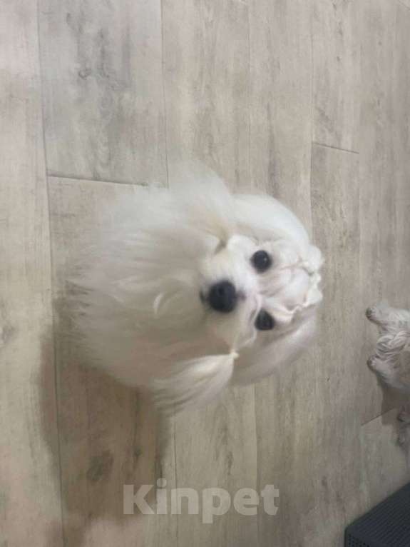 Собаки в Тюмени: Щенок мальтезе Мальчик, 50 000 руб. - фото 2