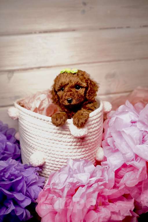 Собаки в Одинцово: Той пудель ркф Мальчик, 85 000 руб. - фото 2