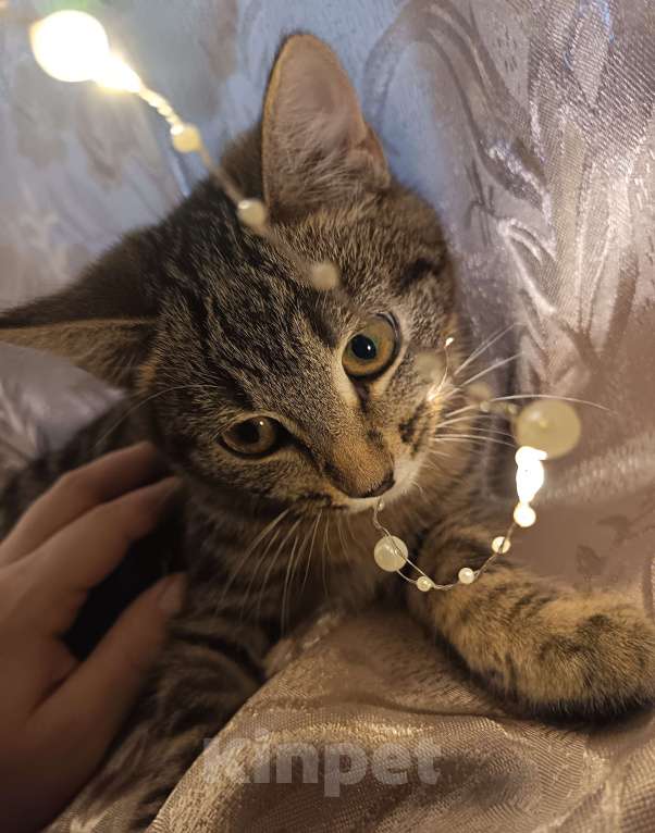 Кошки в Ивантеевке: Пушистик Мальчик, Бесплатно - фото 4