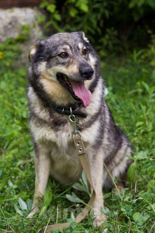 Собаки в Москве: Пуш Мальчик, Бесплатно - фото 4