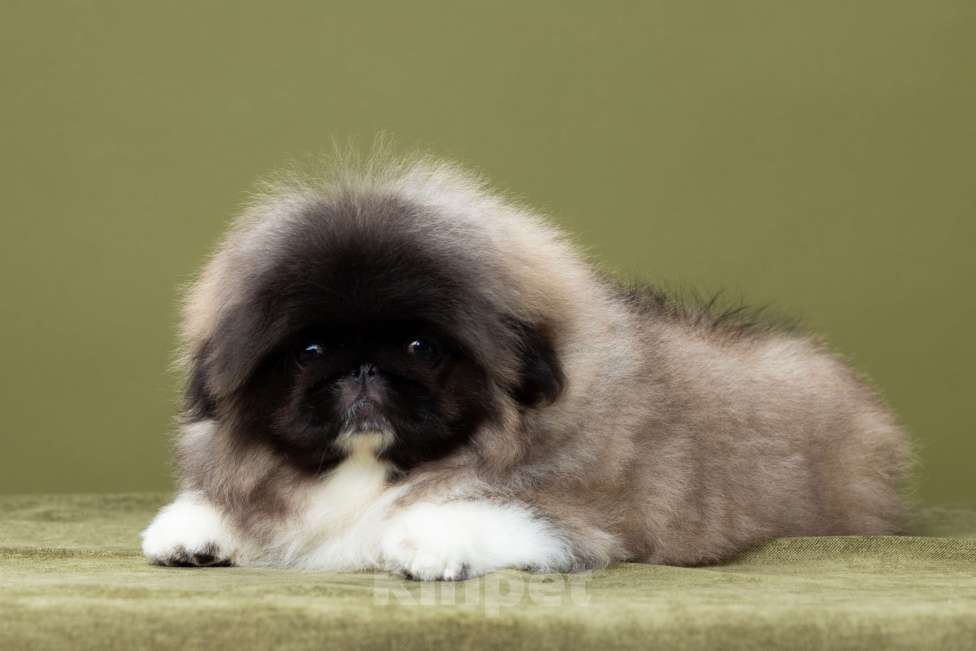 Собаки в Пензе: Мальчик пекинеса Мальчик, Бесплатно - фото 3