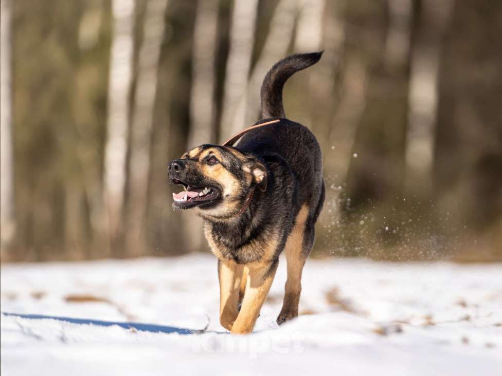 Собаки в Клине: Доня — собачка с добрым нравом Девочка, Бесплатно - фото 1