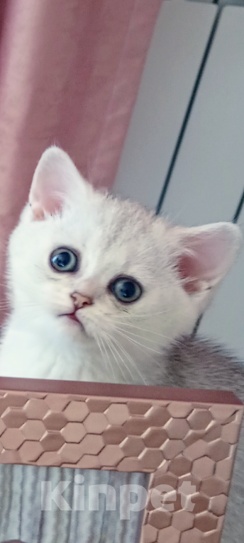 Кошки в Краснодаре: Шотландский котенок Девочка, 20 000 руб. - фото 6