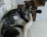 Кошки в Малмыже: Котята мейн-кун, 12 000 руб. - фото 7