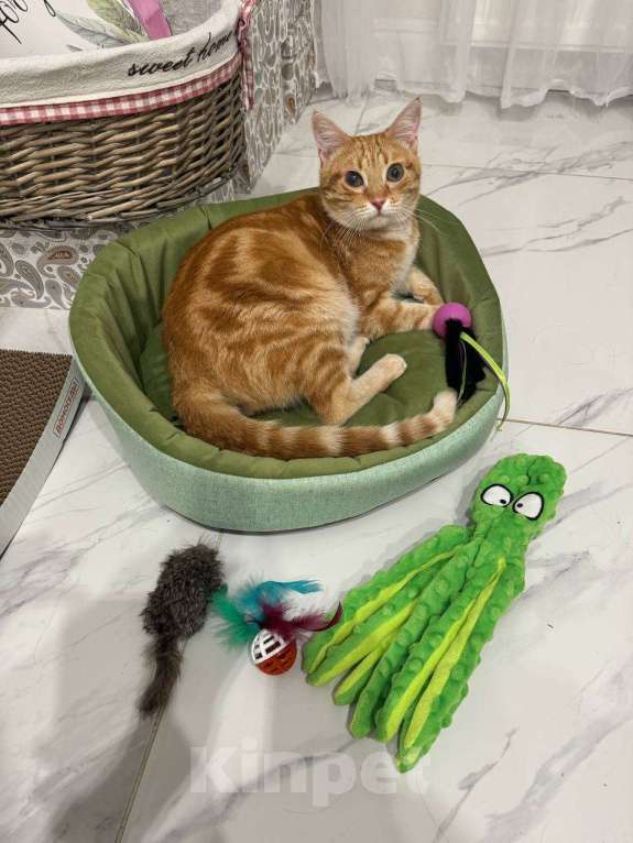 Кошки в Москве: Котик Рыжик ищет дом Мальчик, 1 руб. - фото 2