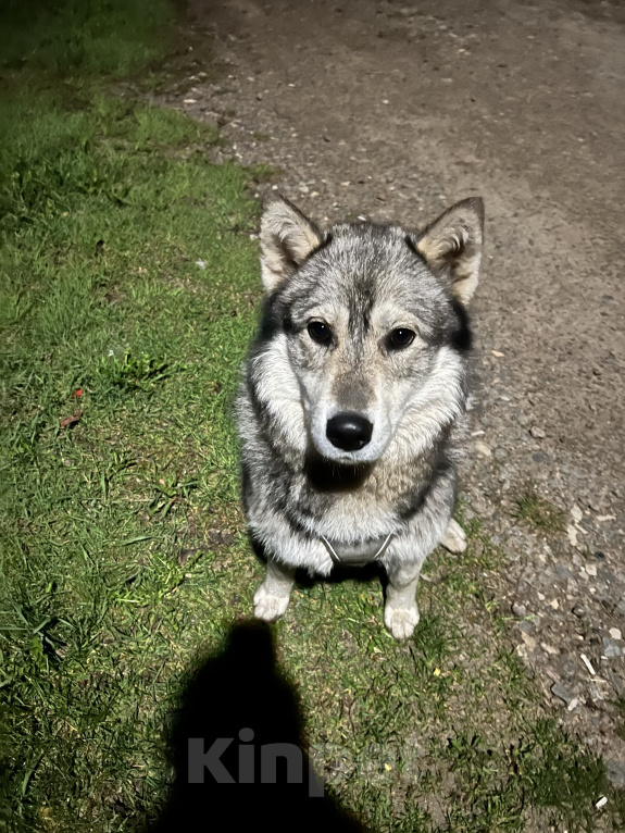 Собаки в Электростали: Хаски или маламут  Мальчик, Бесплатно - фото 2