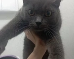 Кошки в Ханты-Мансийске: Шотландский прямоухий длинношёрстный, взрослый кот Мальчик, Бесплатно - фото 3