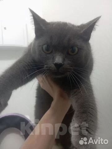 Кошки в Ханты-Мансийске: Шотландский прямоухий длинношёрстный, взрослый кот Мальчик, Бесплатно - фото 3