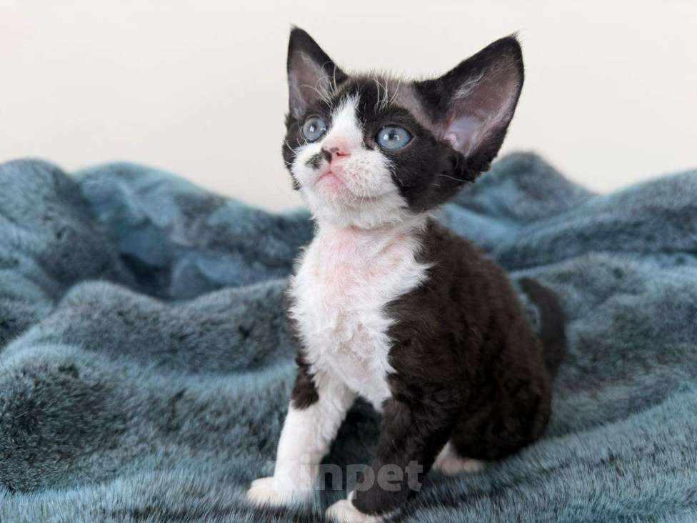 Кошки в Новосибирске: Девон Рекс, мальчик Мальчик, 120 000 руб. - фото 1