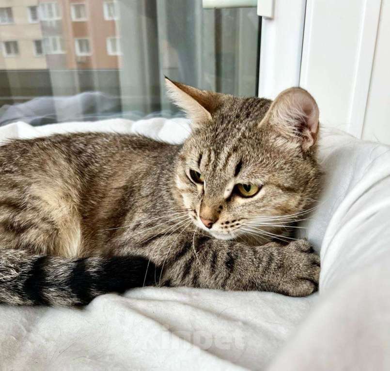 Кошки в Москве: Необыкновенно яркий котик Шелдон в добрые руки  Мальчик, Бесплатно - фото 3