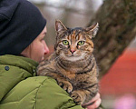 Кошки в Москве: Кошка Лиза очень хочет домой.  Девочка, 1 руб. - фото 3