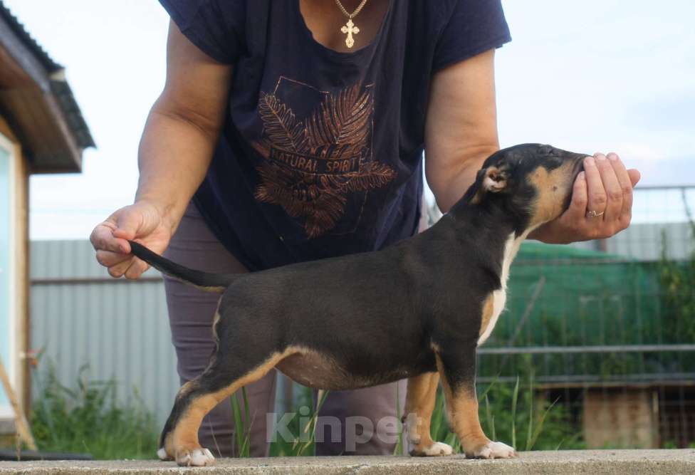 Собаки в Всеволожске: ММ МОККАЧИНА ШОКОЛАДНЫЙ ЛАТТЕ Девочка, Бесплатно - фото 9
