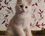 Кошки в Люберцах: Рыжие котята мейн-кун Мальчик, Бесплатно - фото 1
