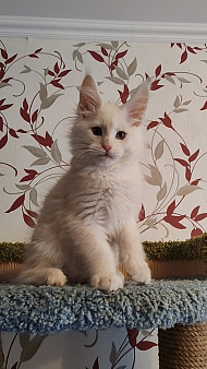 Рыжие котята мейн-кун